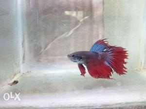 Red and blue male betta fish