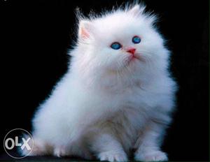 Sam pets offer for persian cat