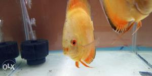 Sell my discussing fish size.5 inch breeding pair