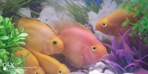 Several Yellow Pet Fishes