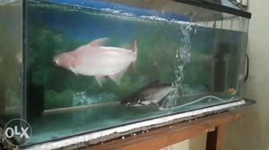 Shark fish for sale