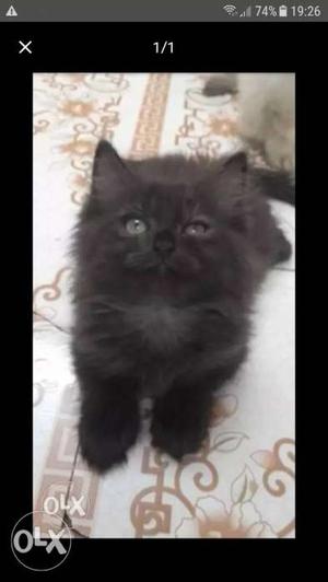 Short-fur Black Kitten Screenshot