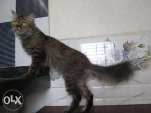 Siberian female kitten for sale at reasonable price