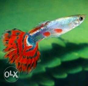 Silver And Red Guppy Fish
