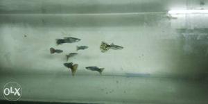 Silver Guppy Fishes
