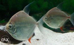 Silver dollar fish for sale