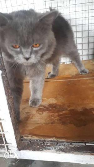 Silver persian male 13mnths proven healthy and