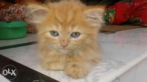 Small variety Persian cat