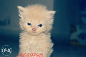 Super doll face kittens, newely born,young and