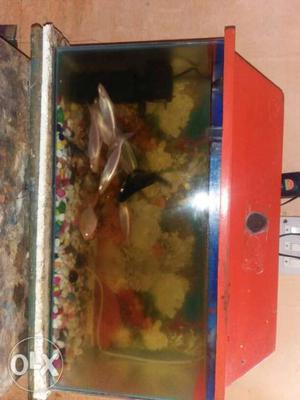 Tank size 24x12x9 with tank cover (Dhakan) water