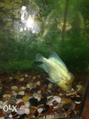 Thaisilk for sale very active piece any one