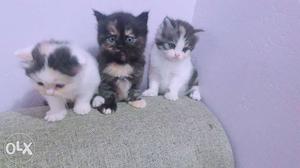 Three Black-and-white Kittens