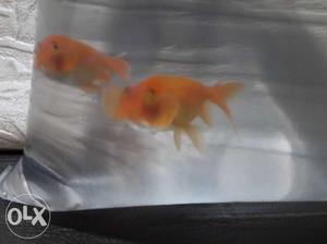 Two Orange Goldfish