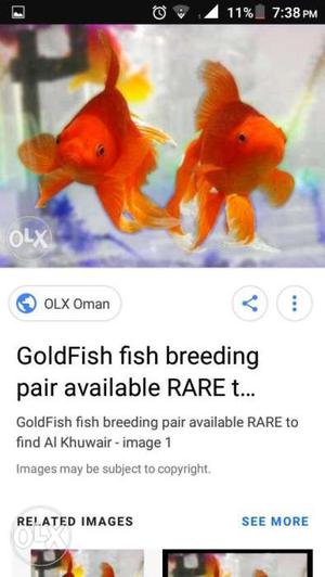 Two Orange Goldfish Screenshot