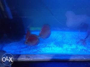 Two Red-and-gray Discus Fishes