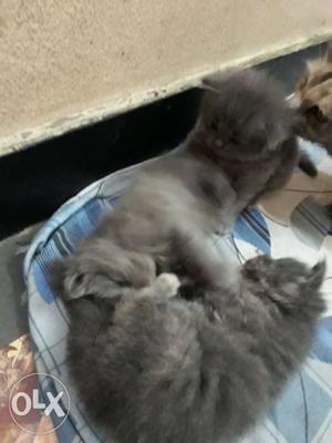 Two Short-haired Gray Kittens