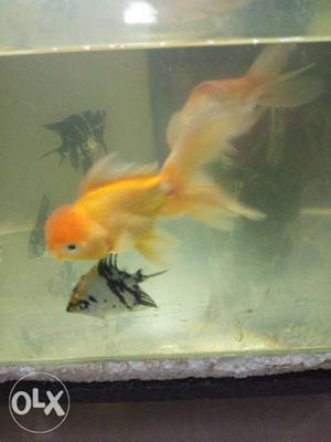 Uranda goldfish breeding pair big size