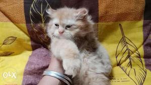 Very attractive and pure blood line white Persian kitten for