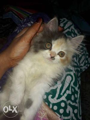 Want to sell my calico kitten 3 months old active