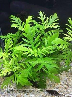 Water sprite plant 10 Rs per stick. SELL /
