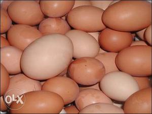 We Supplies Original And Natural Domestic Eggs in