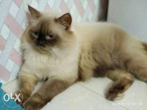 White And Brown Siamese Cat