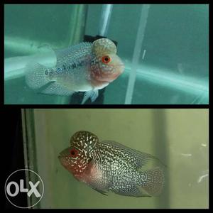 White And Red Flowerhorn Fish Collage
