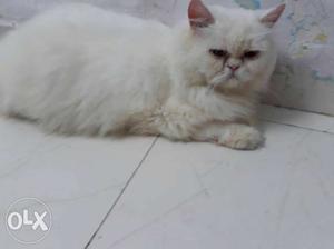 White Cat In Katghar Lalganj