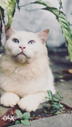 White Cat In Tirurangadi