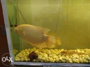 White Giant Gourami Fish 11 inch