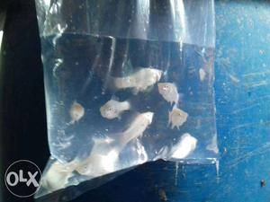 White Molly Fish only15