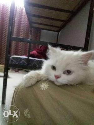 White Persian Cat