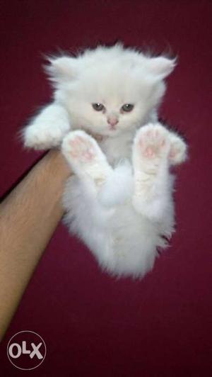 White Persian kitten for sale 40 days old super