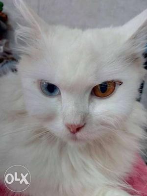 White Pure Persian Cat
