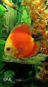 White face red Mellon discus fish.