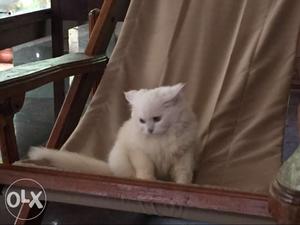 White percian cat (3month age)