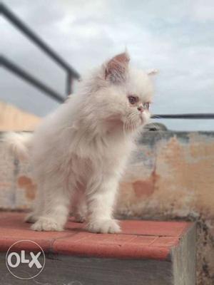 White persian cat for sale interested buyers
