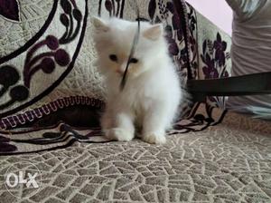 White persian kittens for sell