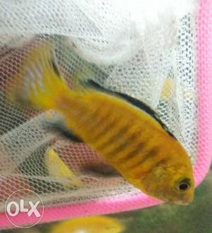 Yellow Fish for sale