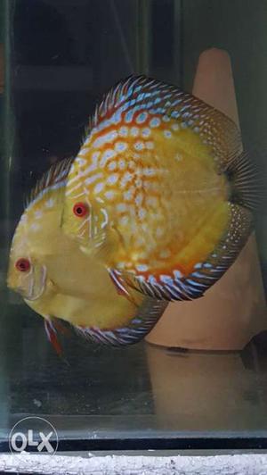 Yellow crystal discus fish breeding pair