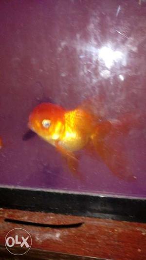 2 medium sized healthy oranda goldfish