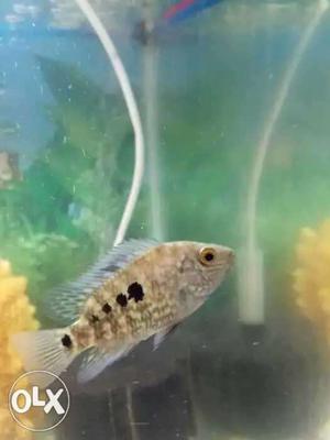 3 pic chiklet fish,only 100 urgent sell