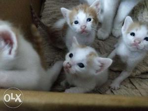 4 Kittens available, 2 months old.