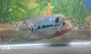 4 inch Imported Very Active Male Flowerhorn 100% head