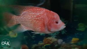 Albino flowerhorn fish impote pink colour & white