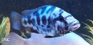 Aquarium Chichlid Venus Fish healthy good quality