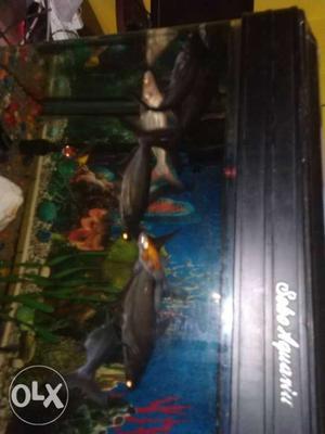 Aquarium shark fishes for sale