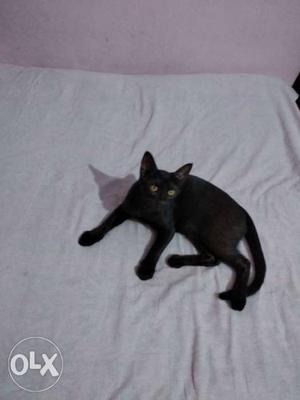Beautiful Black Cat, Female, 4 month Old.