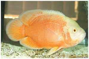 Big red fire albino oscar for sale on urgent basis