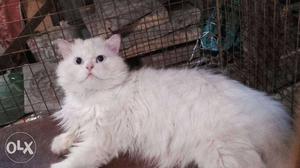 Blue Eyed Male. pure Persian Breed.